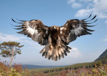 Zavičajna zbirka u Jajcu bogatija za vrijedni eksponat – Suri orao (Aquila chrysaetos)